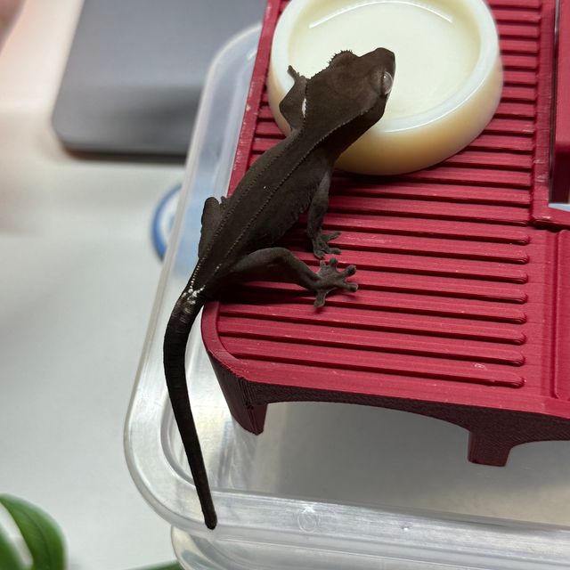 패턴리스 아잔틱