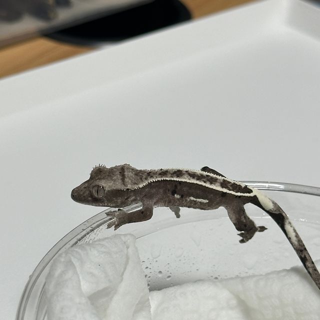 아잔틱