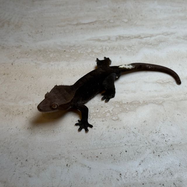 팬텀 아잔틱
