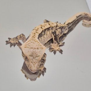 트라이