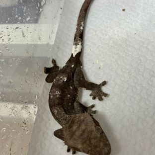 아잔틱