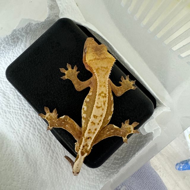 레드 할리퀸