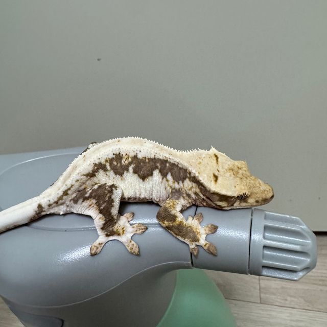 릴리화이트