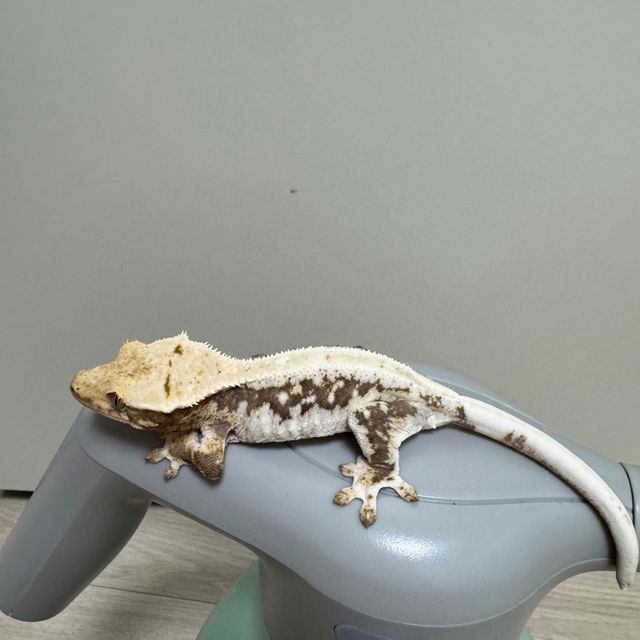 릴리화이트