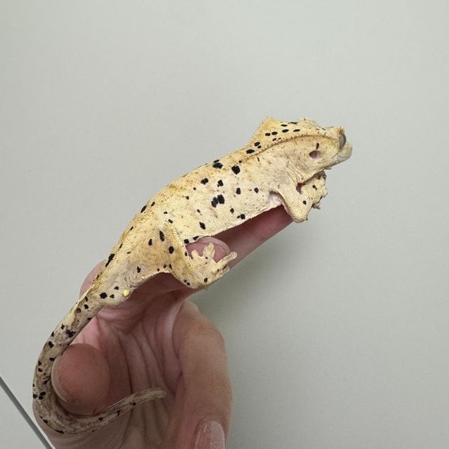슈퍼달마시안