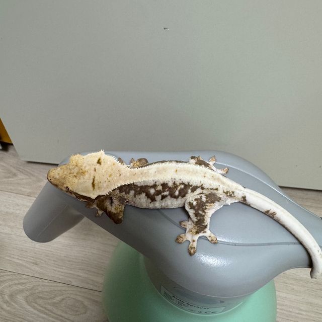 릴리화이트