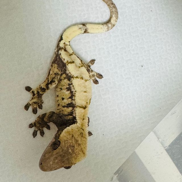 세이블