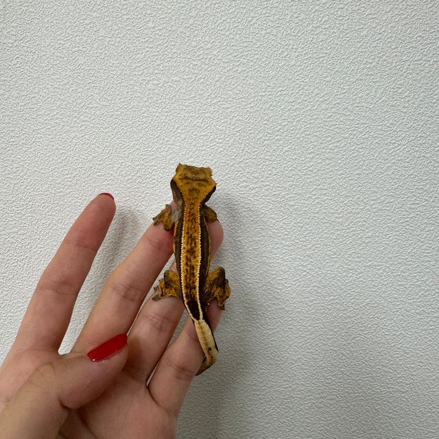 엠티백