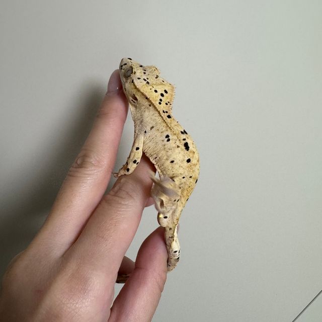 슈퍼달마시안