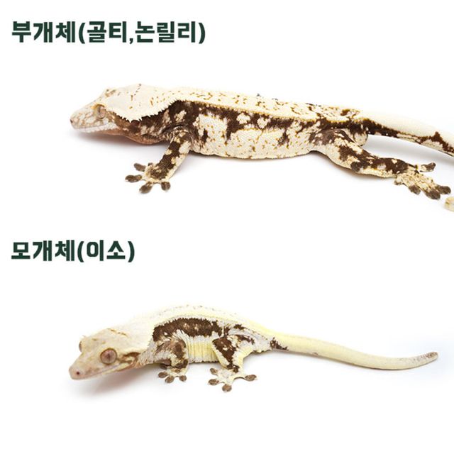 릴리화이트
