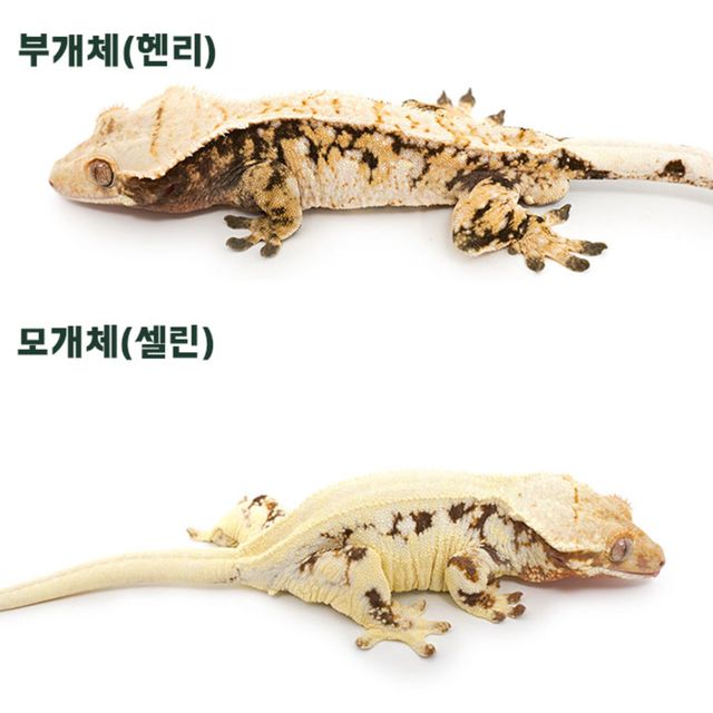 트라이 익스트림할리퀸 핀스트라이프