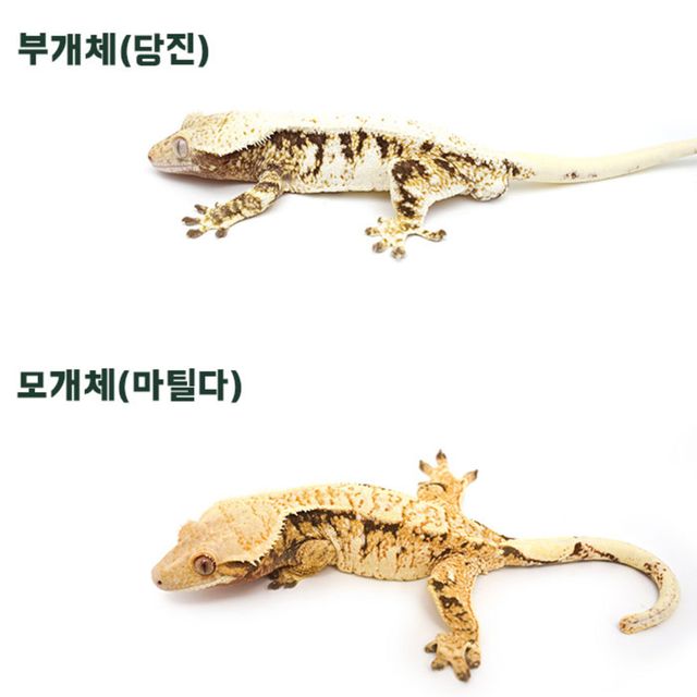 릴리화이트