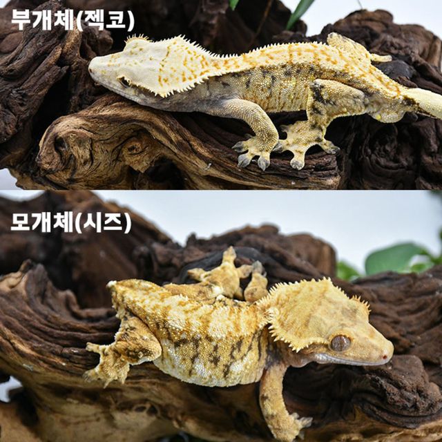 트라이 익스트림할리퀸 텐저린