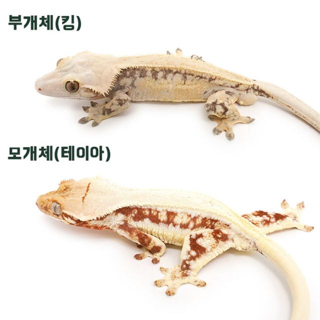 익스트림할리퀸 핀스트라이프 레드