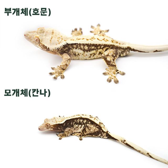 익스트림할리퀸 쿼드 핀스트라이프 크림 젠젝스