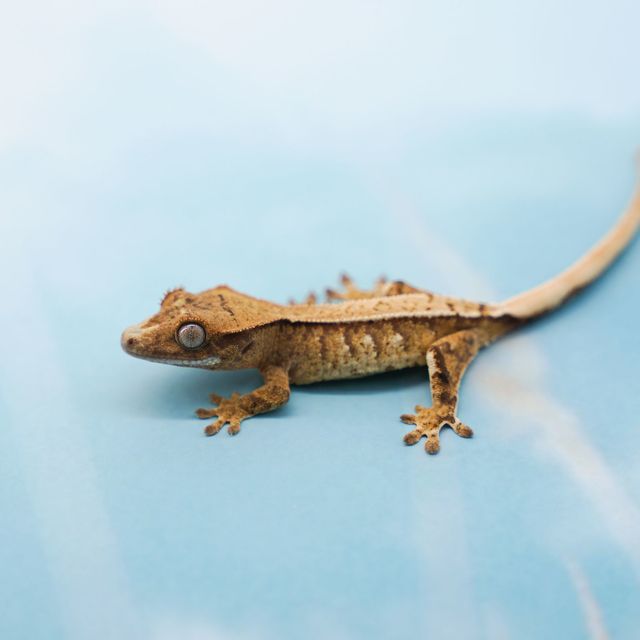 할리퀸 핀스트라이프