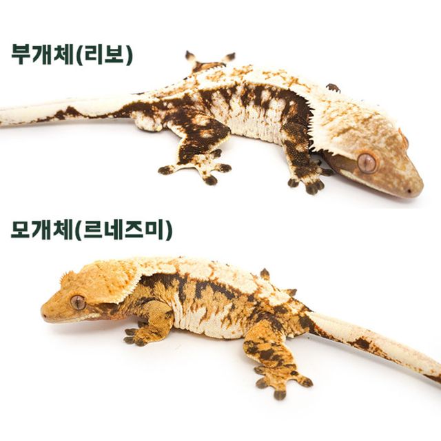 트라이 익스트림할리퀸