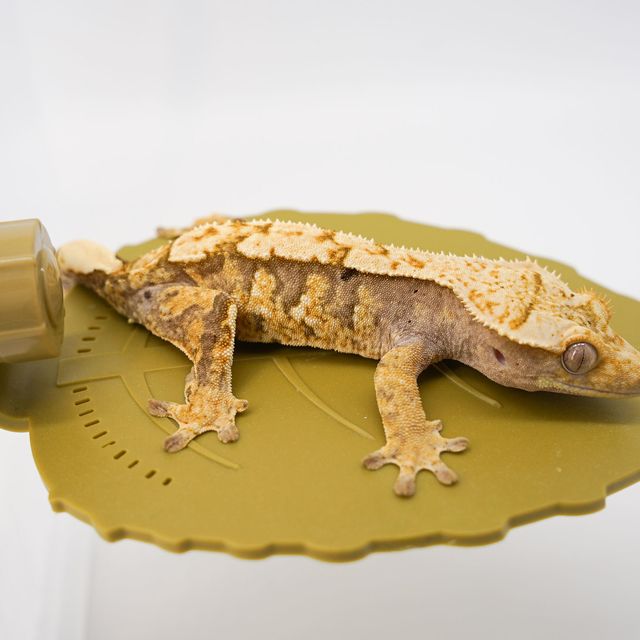 익스트림할리퀸