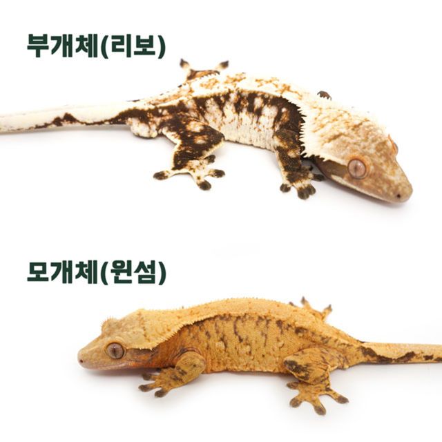 트라이 익스트림할리퀸