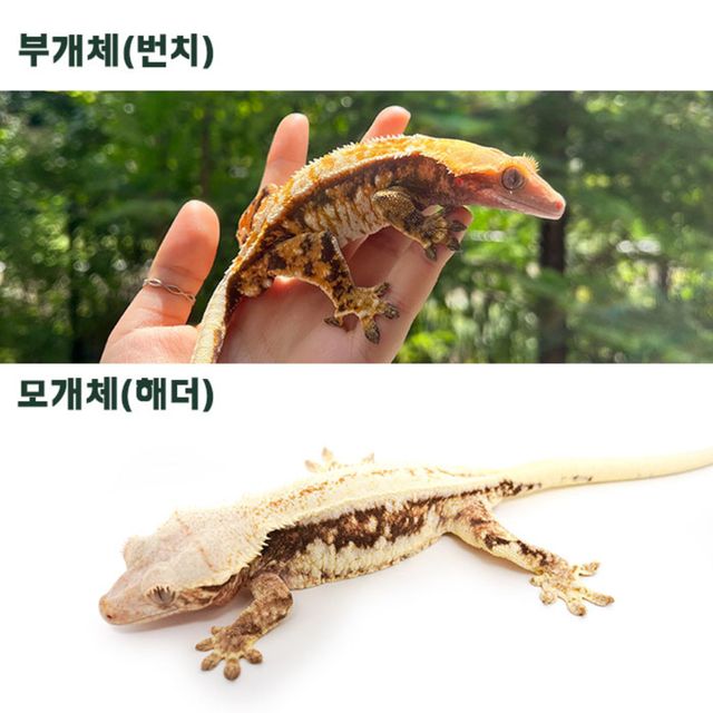 트라이 핀스트라이프 익스트림할리퀸