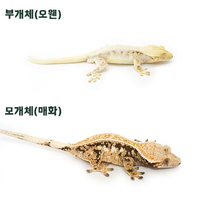 릴리화이트 드리피