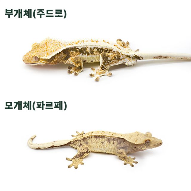 릴리화이트