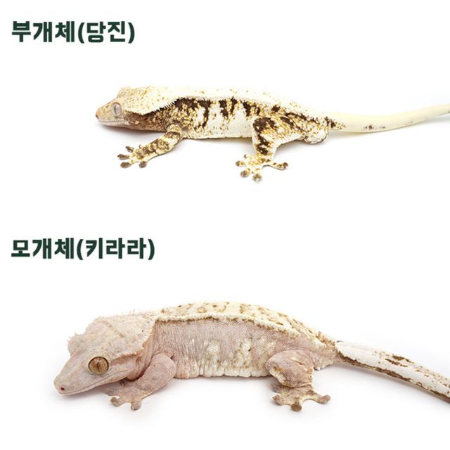 크림시클