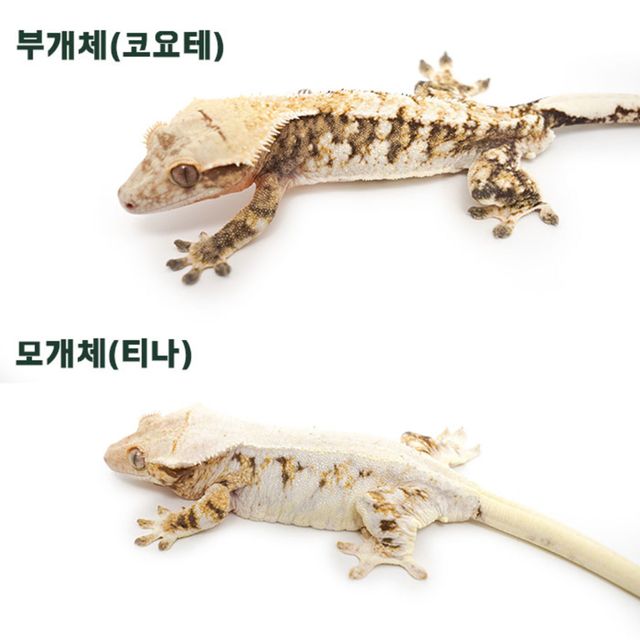 트라이 익스트림할리퀸
