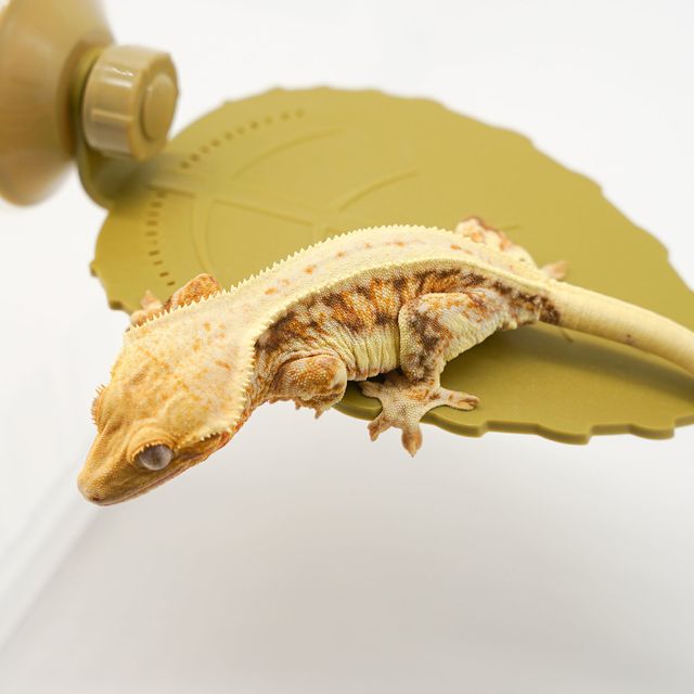 릴리화이트