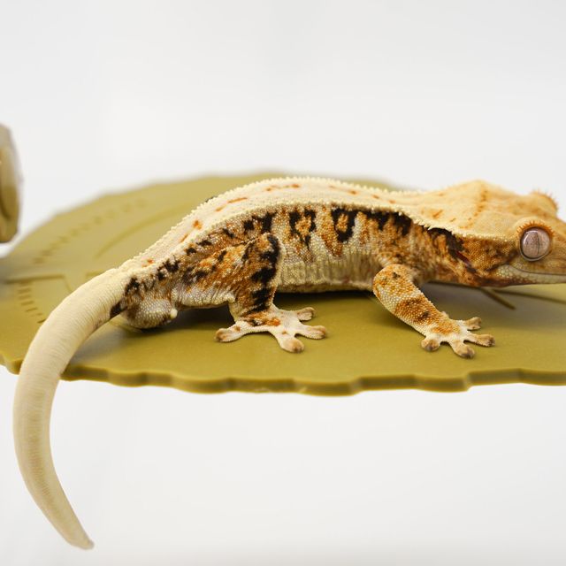 트라이 릴리화이트