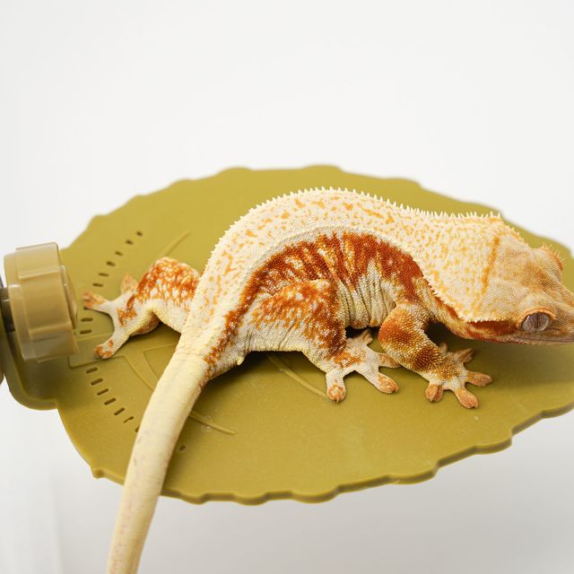 레드 릴리화이트