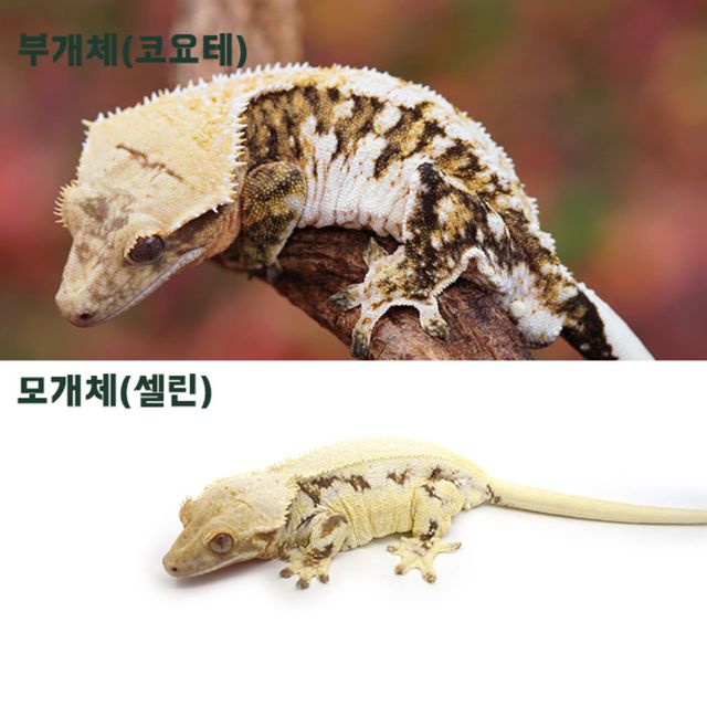 릴리화이트