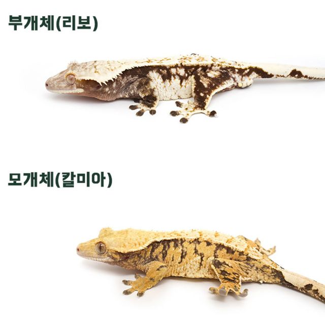 트라이 익스트림할리퀸