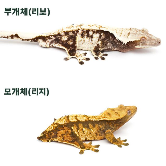 트라이 익스트림할리퀸