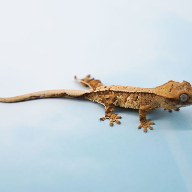 할리퀸 핀스트라이프