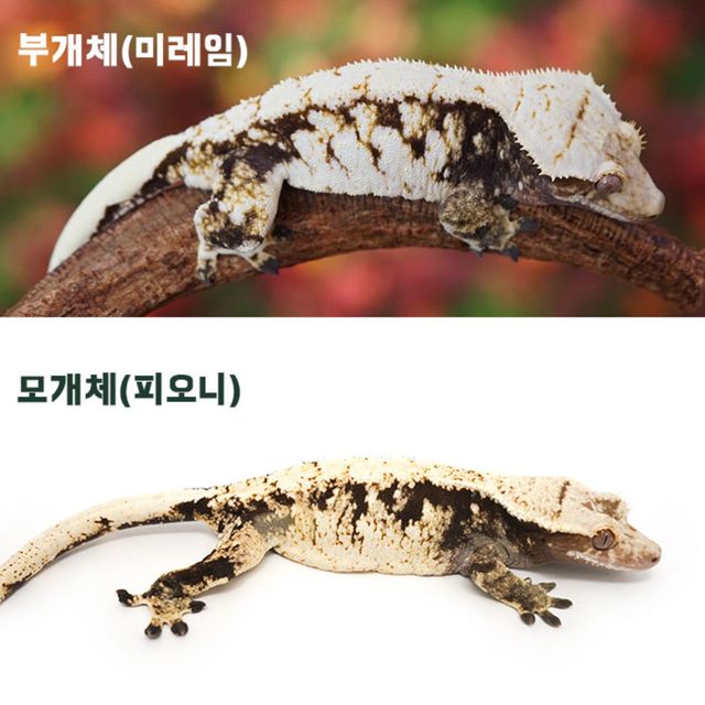 익스트림할리퀸