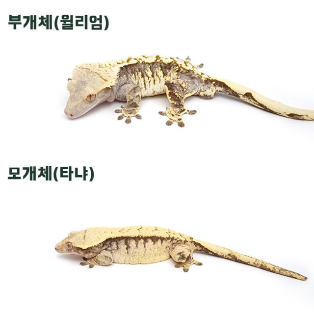 트라이 익스트림할리퀸
