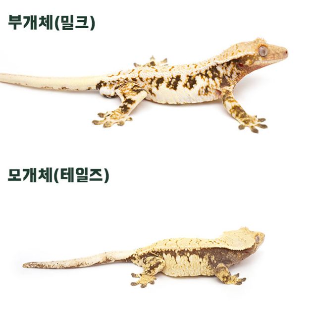 익스트림할리퀸
