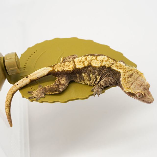 할리퀸