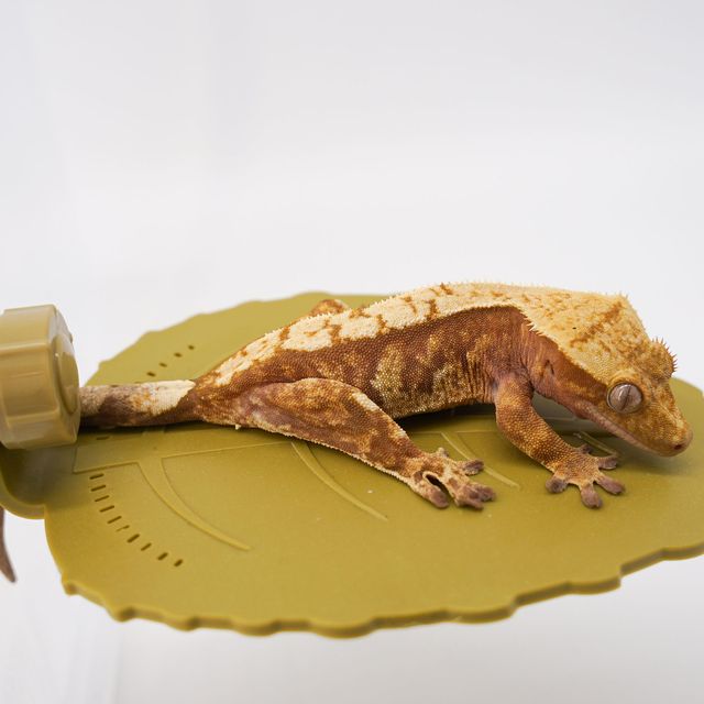 익스트림할리퀸 레드