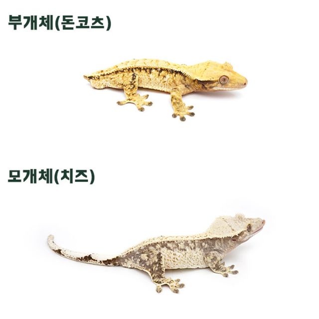 트라이 익스트림할리퀸