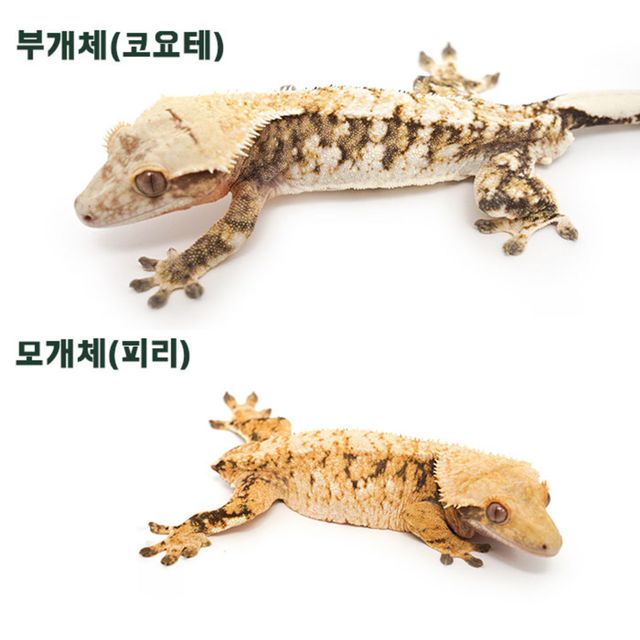 브린들 익스트림할리퀸