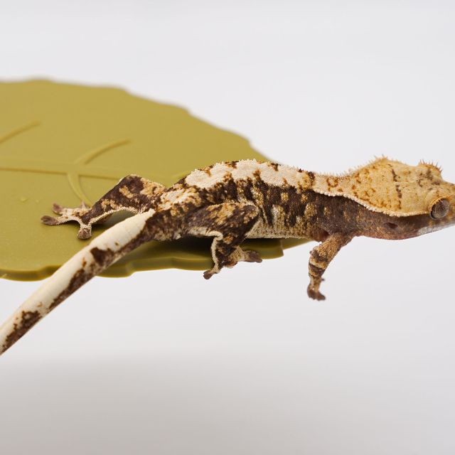 익스트림할리퀸