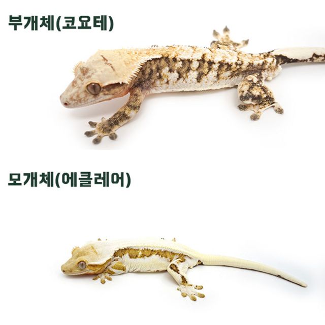 브린들