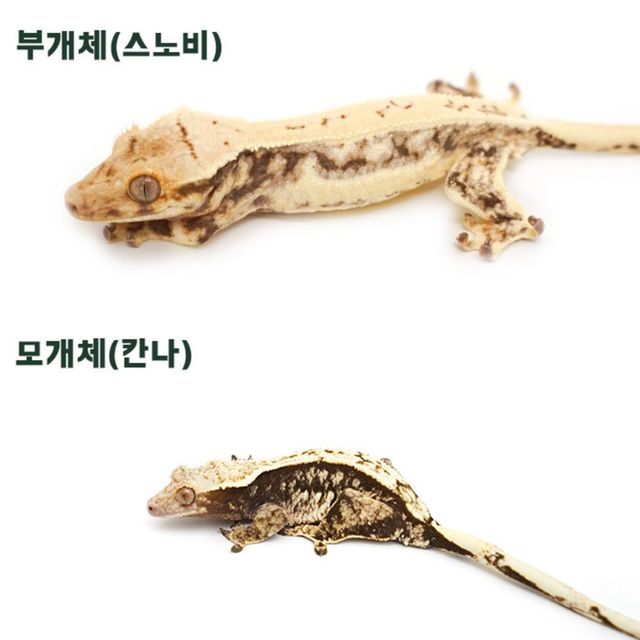 트라이 익스트림할리퀸