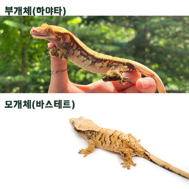 트라이 익스트림할리퀸