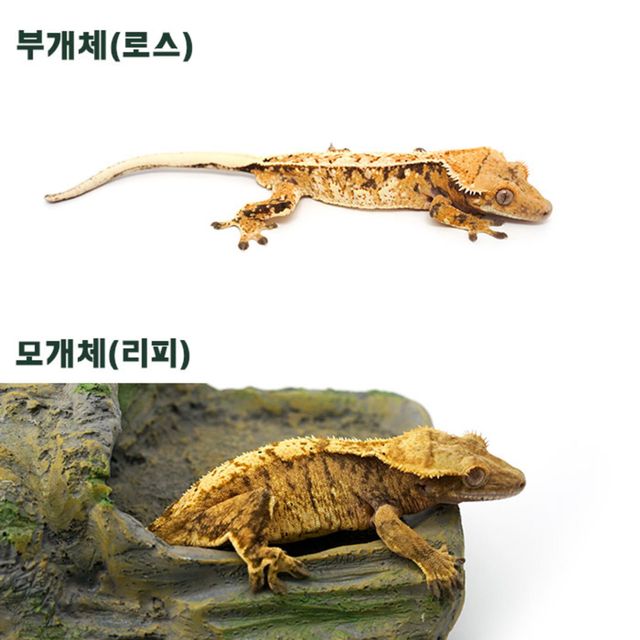 트라이 익스트림할리퀸