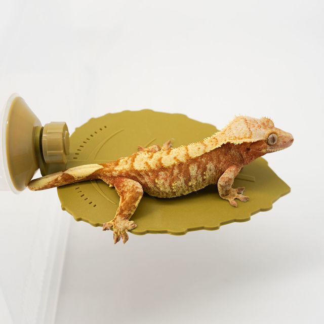 레드 익스트림할리퀸