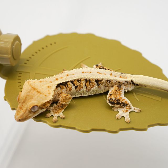 트라이 릴리화이트
