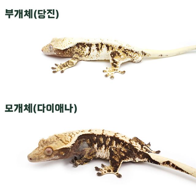 익스트림할리퀸